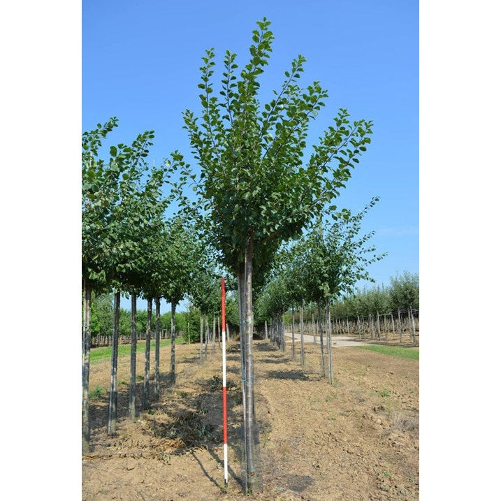 Plommon - Prunus domestica 'Hauszwetsche' - Stammens omkrets 16-18 cm, höjd 3,5-4 meter, HS,